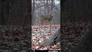 What is he chewing on like comment subscribe deerhunting deer share shorts shortsvideo [upl. by Hugon]