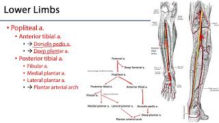 Cardiovascular Vasculature  Common Iliac Arteries [upl. by Spielman610]