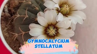 📣Bu kaktüsü görenler kaktüs almaya başladı 🌵Gymnocalycium stellatum saksıya sığmıyor🌵 [upl. by Bail]