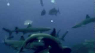 Mating Whitetip Reef Sharks and closeup of the female afterwards  Cocos Island [upl. by Hpeseoj]