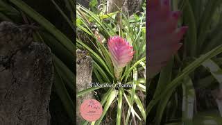 Tillandsia Cyanea piano music plantas flors garden plants bonitas bonita jardin [upl. by Sipple]