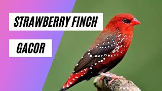 Strawberry Finch Gacor  Red Avadavat Singing [upl. by Ahseim]