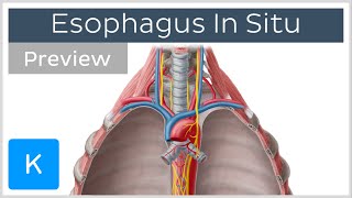 Esophagus location and function preview  Human Anatomy  Kenhub [upl. by Hill891]