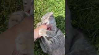 Feisty Cat cat shorts pets [upl. by Pauly]