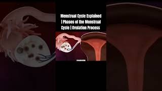 Menstrual Cycle Explained  Phases of the Menstrual Cycle  Ovulation Process shorts menstrual [upl. by Uttasta]