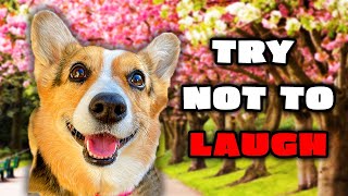 Best Talking Dog Videos October 2023 [upl. by Drofxer11]