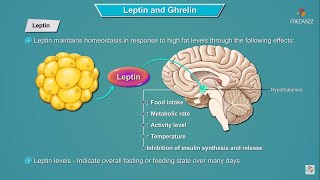 Leptin and Ghrelin hormones mechanism of action  Physiology  USMLE Step 1 [upl. by Smaoht]