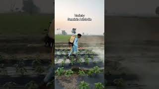 chand agro service shear like follow agriculturalsystem farmingmethod foryou [upl. by Brandt261]