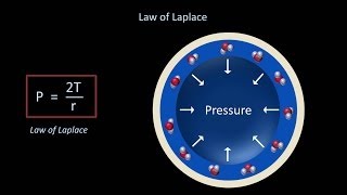 Surface Tension and Surfactant Fluid Mechanics  Lesson 12 [upl. by Okiram]