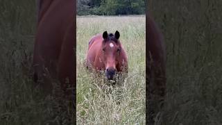 Horse in Tall Grass [upl. by Ynnav744]