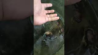 Natural crab nature vicheka Vlog [upl. by Cogn]