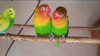 LoveBirds  my new love bird 🦜 so cute 🥰lovebirds birds abaid viralvideo yt viral youtube [upl. by Arraeit]