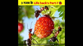 3 गजब के life hacks Part7 🐞🪰Sk source MRINDIANHACKER shorts ytshorts trending amazingfact [upl. by Uok260]