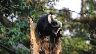 Colobus with baby Filmed in Nyungwe National Park by the Rwanda Wildlife Filmmakers crew [upl. by Enajiram]