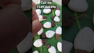 white bhilawa tree rare lave palnt 7249264496 [upl. by Rocco]