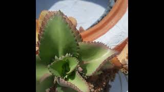 The Succulent Plant Bryophyllum [upl. by Anirt450]