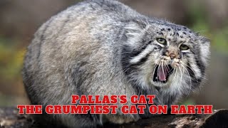 Pallass Cat  The Grumpiest Cat On Earth [upl. by Psyche]