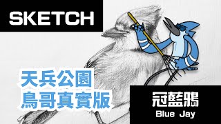 【Jojou 似啾啾】 冠藍鴉 天兵公園裡的鳥哥［真實版］ 素描 繪鳥 北美藍鳥 Blue Jay Regular Show Shorts [upl. by Yettie]