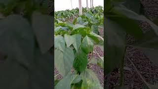 chili pepper plants greenhouse farmerslife agriculture farming shorts [upl. by Bunny993]