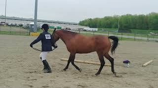 AHCC 2019 Half Arabian Sport Horse In hand Hunter Type [upl. by Proulx]