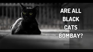 Are All Black Cats Bombay Cats Don’t Be Fooled  Is my cat a Bombay or just a black cat [upl. by Sialac]