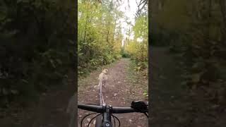 Shuswap Trail Fun dogs mtb bikejoring eurohound [upl. by Smith]