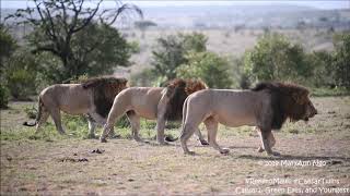 Rekero Males patrolling Maasai Mara lions CaesarTwins [upl. by Piegari381]