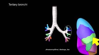 Lungs and Airways [upl. by Applegate]