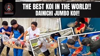 DAINICHI BEST JUMBO KOI MOST EXPENSIVE KOI FISH IN THE WORLD [upl. by Crabb]