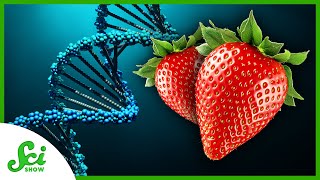 Why Do Strawberries Have Eight Copies of Their Genes [upl. by Morell]