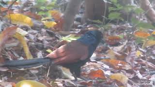 Greater Coucal callsGreater Coucal bird sound महोका पक्षी की आवाजभारद्वाज greatercoucalbirdsound [upl. by Rouvin]