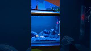 Cichlid tank 😵😵😵cichlid fishtank growth growmychannel shortsfeed shortsvideo viralvideo fish [upl. by Tiffa]