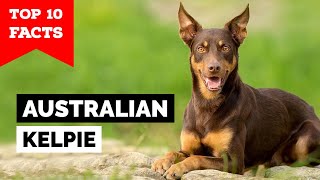 Australian Kelpie  Top 10 Facts [upl. by Waneta517]