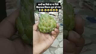 Enjoy सिताफल 😂😂😂 VCDRAMA piplantri comedy sitafal सीताफल rajastanicomedy youtube funny [upl. by Koehler]