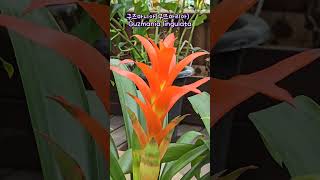 구즈마니아구즈마리아 Guzmania lingulata 구즈마니아 구즈마리아 Guzmanialingulata [upl. by Dene554]