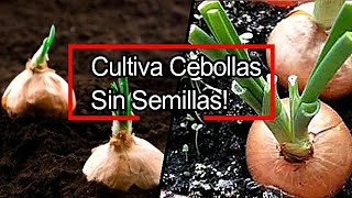 Como cultivar cebollas sin semillas  Como sembrar cebolla en casa [upl. by Casar]