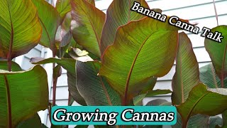 How to Grow Cannas amp Banana Canna Spotlight [upl. by Sacram976]