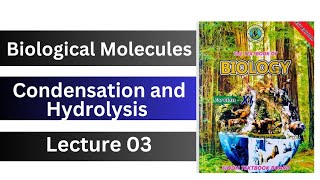 condensation and hydrolysis  synthesis and breakdown of macromolecules  biological molecules [upl. by Yelsnik]