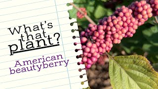 Whats that Plant American beautyberry [upl. by Fauman]