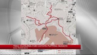 Some SF trails closed to dogs during coyote pupping season [upl. by Ynaffat705]