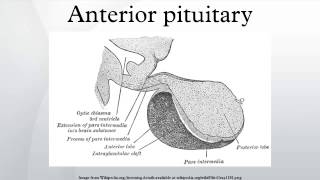 Anterior pituitary [upl. by Nared]