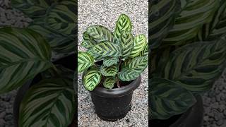 Calathea plants plantsforsale gardining shortsviral shortsvideo [upl. by Ielirol594]