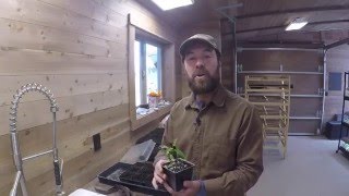 ABC acres Starting Thornless Honey Locust Trees From Seed  episode 023 [upl. by Doris]