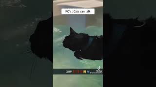 Oh no clumsy cat funnycatvideos [upl. by Riana]