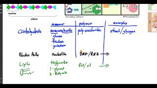 macromolecules monomers vs polymers [upl. by Loriner312]