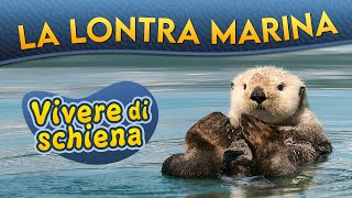 La Lontra marina vivere di schiena ► Puntata 187 [upl. by Rudolph79]