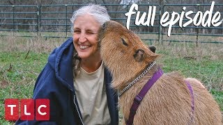 Obsessed With Her Pet Capybara  My Crazy Obsession Full Episode [upl. by Aikaz]