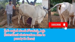 ప్రేగు అడ్డంకి నుండి కోలుకున్న ఎద్దు  Intestinal obstruction due to paralytic ileus in cattle [upl. by Eliades]