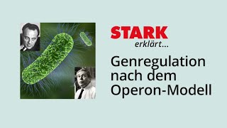 Genregulation nach dem OperonModell  STARK erklärt [upl. by Ardnekat]