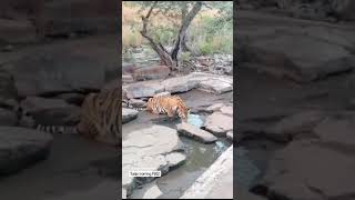 the thirsty P 652 tiger at pannatigerreserve savetiger wildlife animalsighting tigersighting [upl. by Atiuqin]